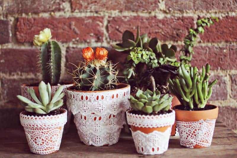 6 Creative DIY Ways To Display Houseplants