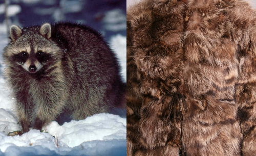 How to Identify Vintage Mink, Fox, Rabbit, Beaver & Raccoon Furs